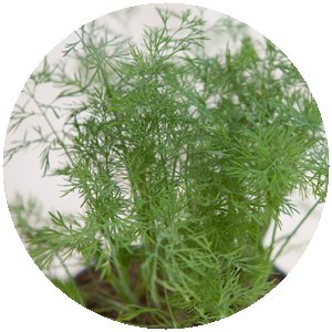 Dill | Gemüse- und Gartenbau Hausler | München